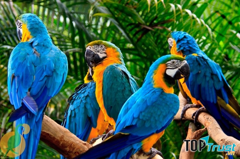 Cuộc tuyệt chủng tự nhiên lớn nhất thế kỉ 20