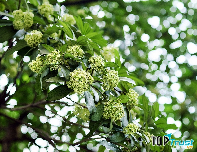 đặc điểm của Hà Nội phố