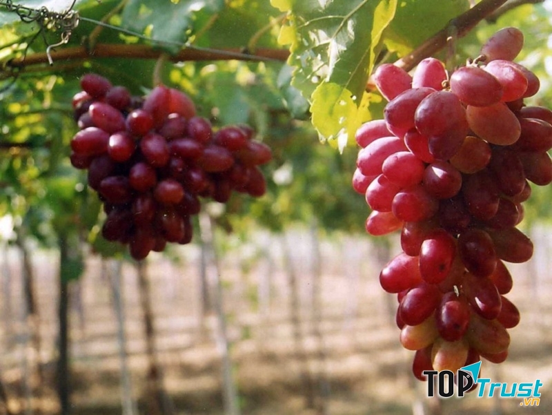 đặc sản Ninh Thuận