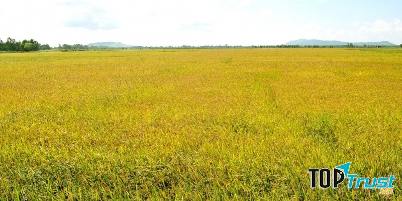 Dàn ý bài văn tả cánh đồng lúa chín chi tiết nhất