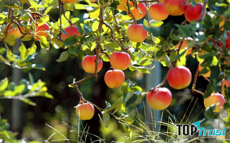 Dàn ý bài văn tả cây ăn quả chi tiết nhất