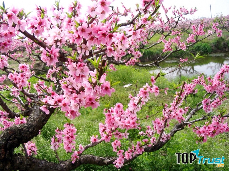 Dàn ý bài văn thuyết minh về cây đào ngày Tết chi tiết nhất