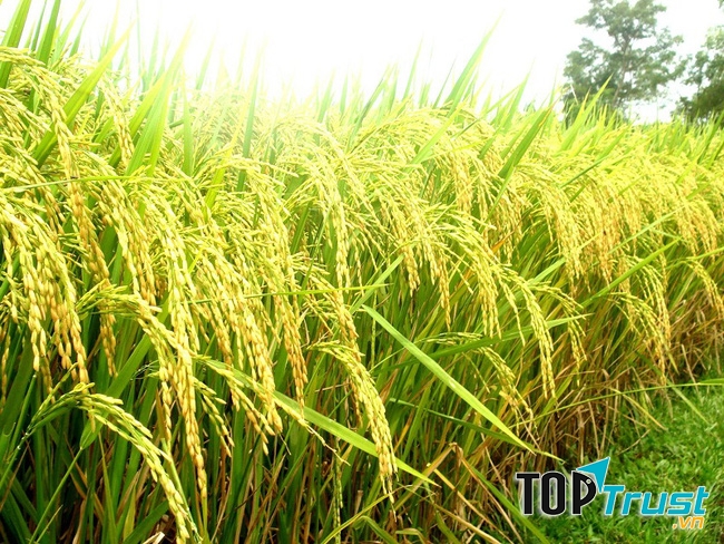 Dàn ý bài văn thuyết minh về cây lúa chi tiết nhất