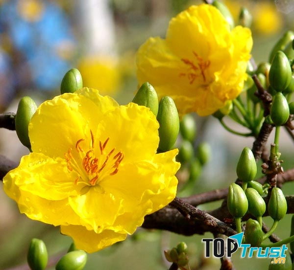 Dàn ý bài văn thuyết minh về cây mai ngày Tết chi tiết nhất