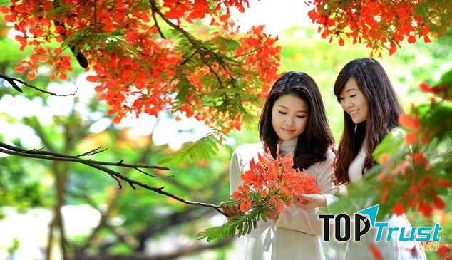 Dàn ý bài văn thuyết minh về cây phượng vĩ chi tiết nhất