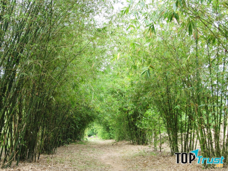 Dàn ý bài văn thuyết minh về cây tre chi tiết nhất