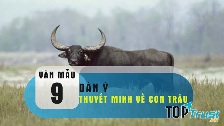 Dàn ý bài văn thuyết minh về con trâu lớp 9 hay nhất