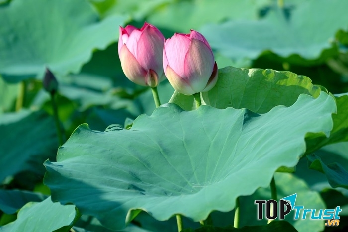 Dàn ý cho bài văn tả cảnh lớp 5 chi tiết nhất