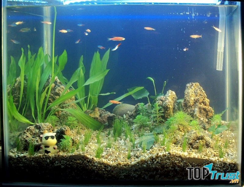 địa chỉ bán bể cá cảnh giá rẻ, uy tín nhất tại Hà Nội