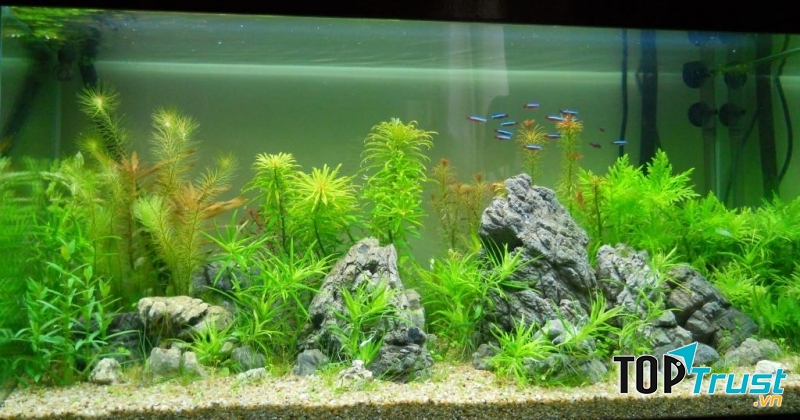 địa chỉ bán bể cá cảnh giá rẻ, uy tín nhất tại TPHCM