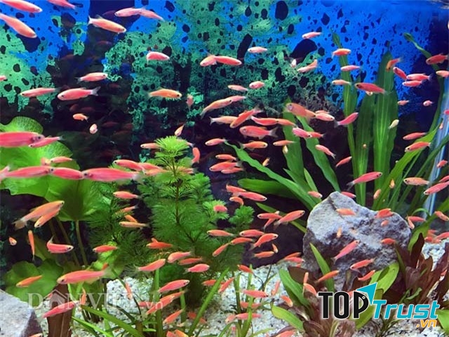 địa chỉ bán cá cảnh đẹp và uy tín nhất Đà Nẵng