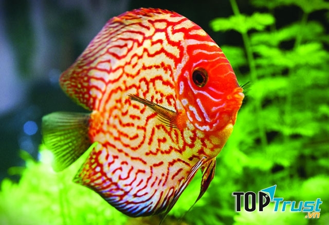 địa chỉ bán cá cảnh uy tín nhất tại TPHCM