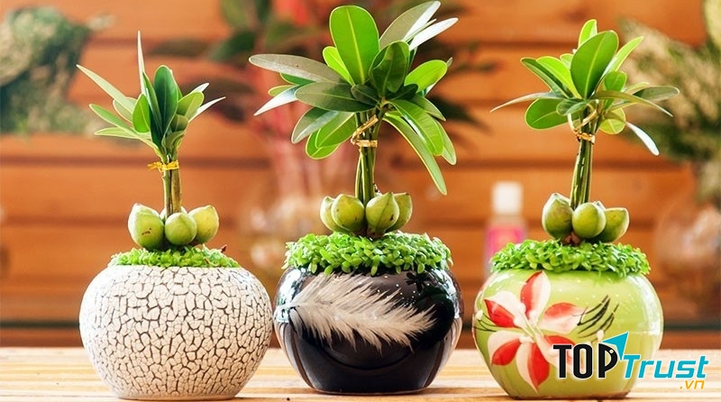 Địa chỉ bán cây cảnh giá rẻ, uy tín nhất Đà Nẵng