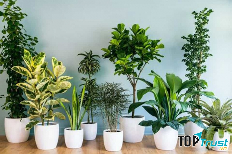 Địa chỉ bán cây cảnh, tiểu cảnh uy tín nhất Bắc Ninh