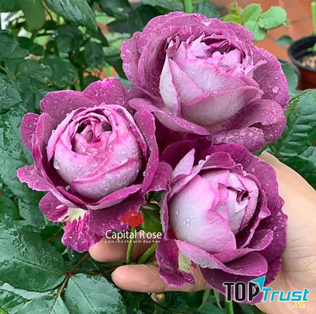 Địa chỉ bán cây cảnh, tiểu cảnh uy tín nhất Thanh Hóa