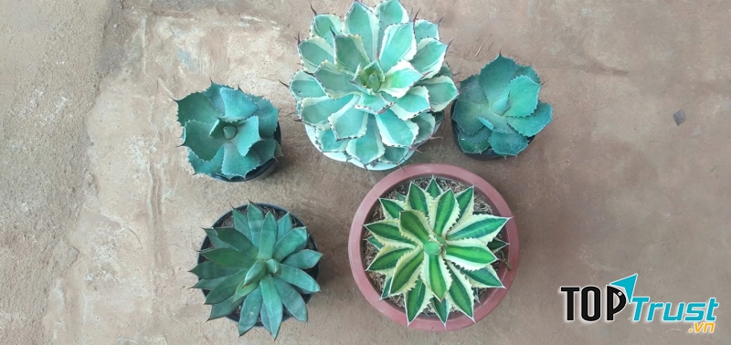 Địa chỉ bán cây cảnh, tiểu cảnh uy tín nhất TP. Pleiku, Gia Lai