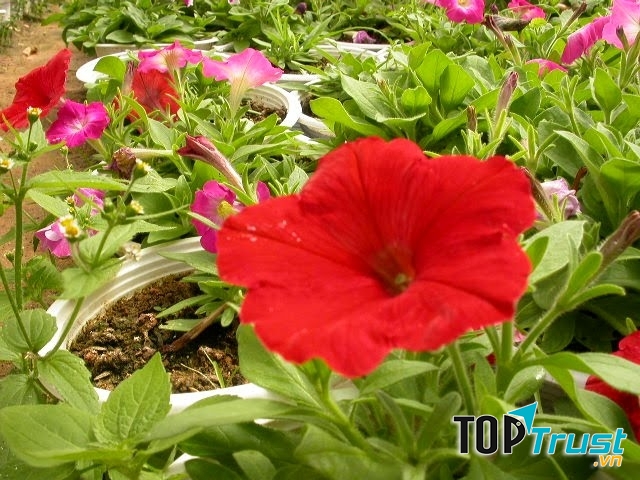 địa chỉ bán cây cảnh uy tín nhất Hà Nội