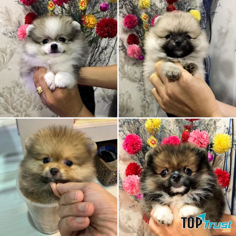 Địa chỉ bán chó Phốc Sóc uy tín nhất TPHCM