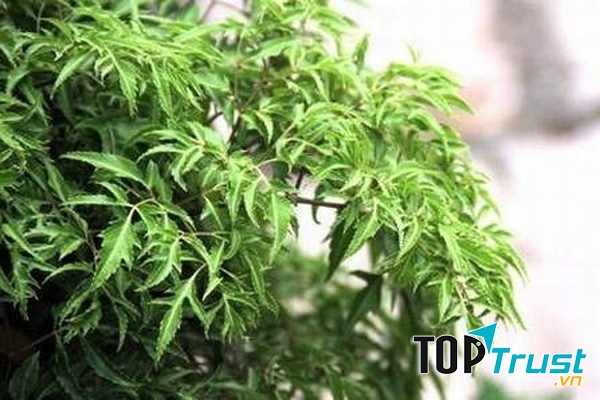 địa chỉ bán gối đinh lăng cho trẻ tại TP.HCM