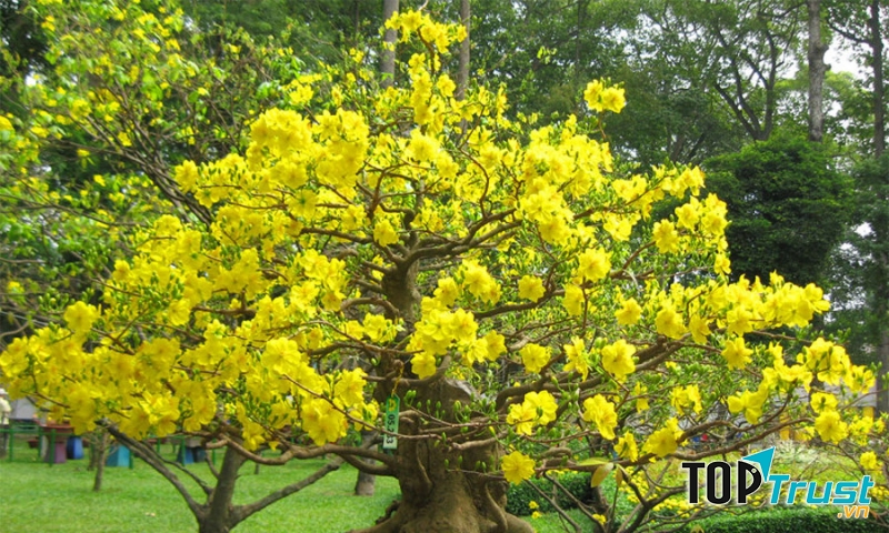 Địa chỉ bán hoa mai đẹp, uy tín tại Đà Nẵng