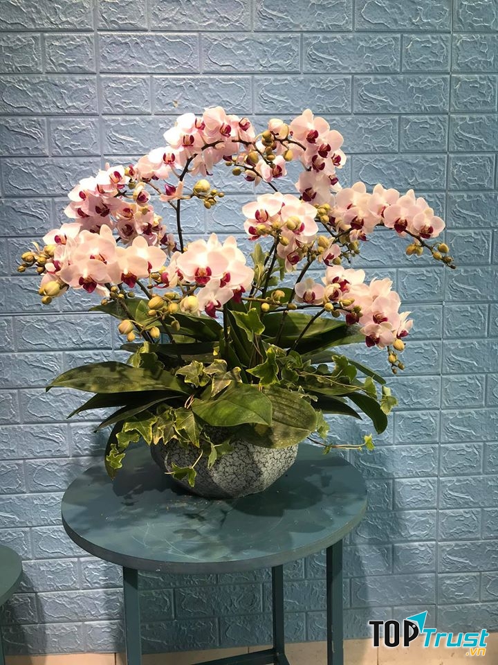 Địa chỉ bán lan hồ điệp đẹp nhất Hải Phòng