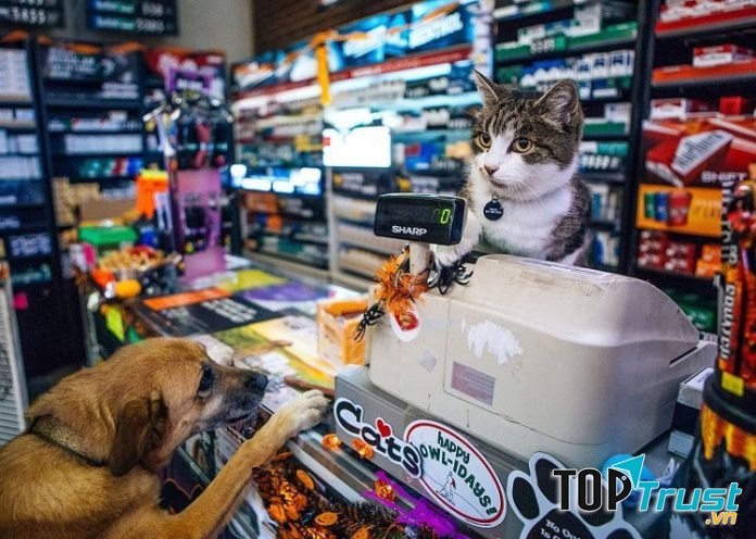 Địa chỉ bán phụ kiện thú cưng tốt nhất tại TP. Biên Hòa, Đồng Nai.