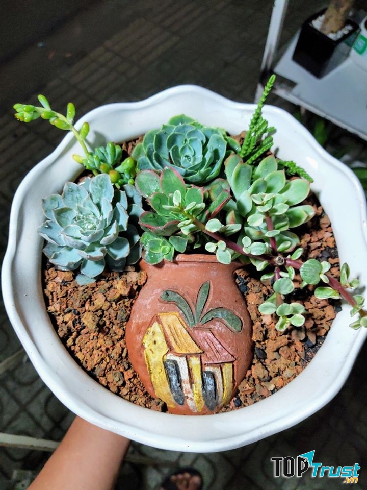 Địa chỉ bán sen đá đẹp nhất Bến Tre