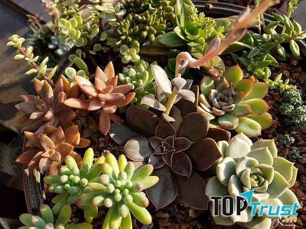 Địa chỉ bán sen đá đẹp nhất Cần Thơ