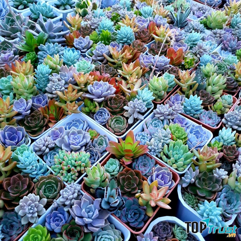 Địa chỉ bán sen đá đẹp nhất Đà Lạt