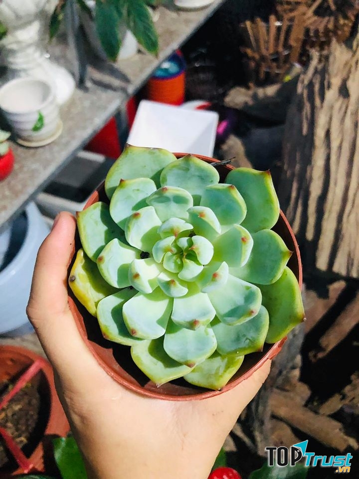 Địa chỉ bán sen đá đẹp nhất Hà Tĩnh