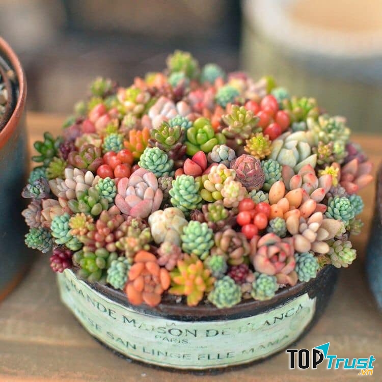 Địa chỉ bán sen đá đẹp nhất Huế