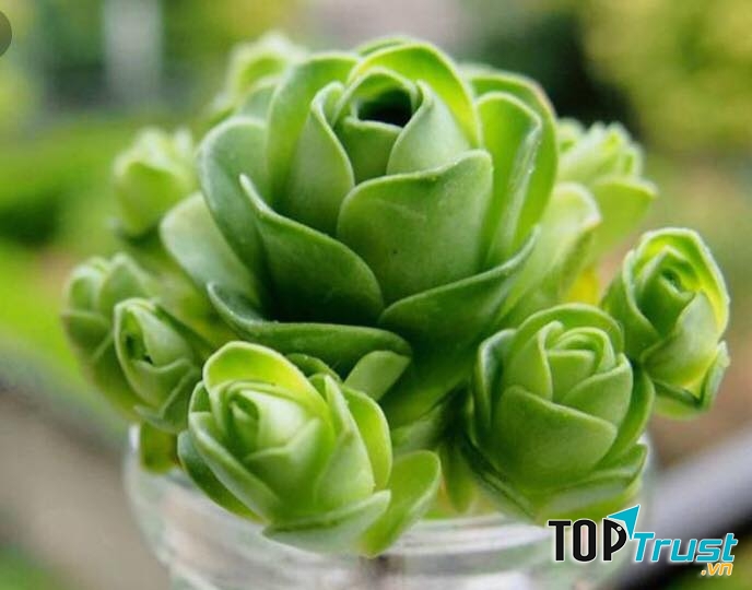 Địa chỉ bán sen đá đẹp nhất Long An