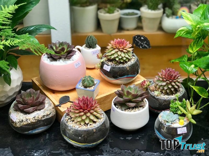 Địa chỉ bán sen đá đẹp nhất Nam Định