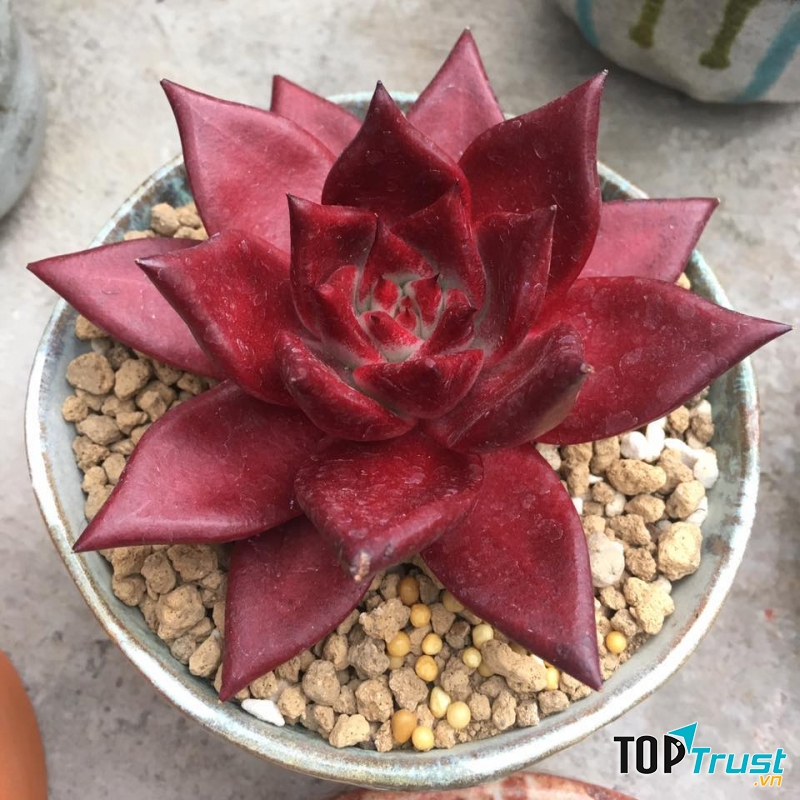 Địa chỉ bán sen đá đẹp nhất Nha Trang