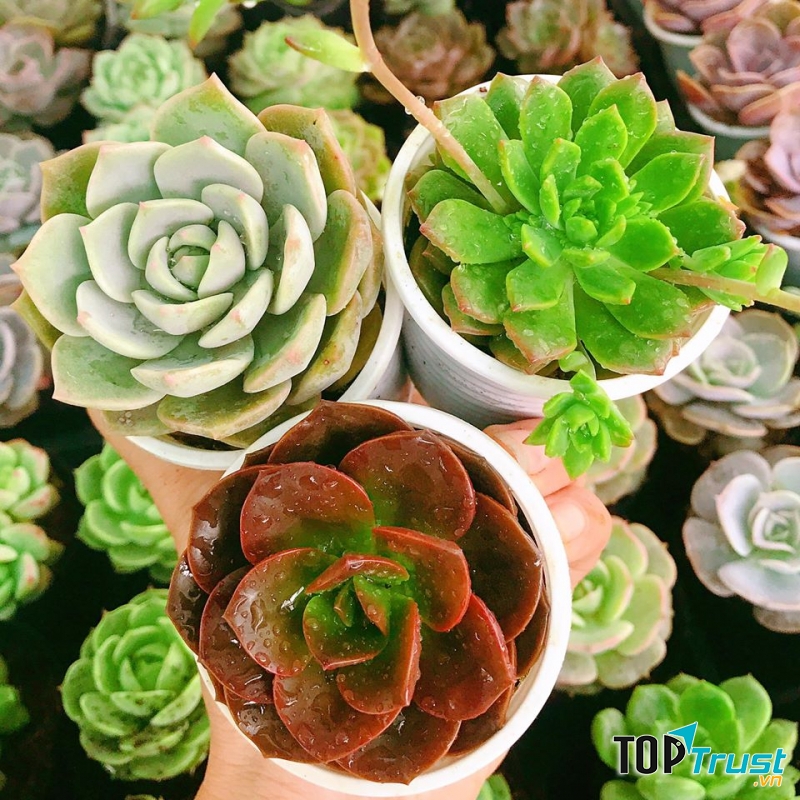 Địa chỉ bán sen đá đẹp nhất Quảng Ngãi