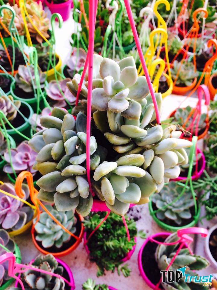 Địa chỉ bán sen đá đẹp nhất Sóc Trăng