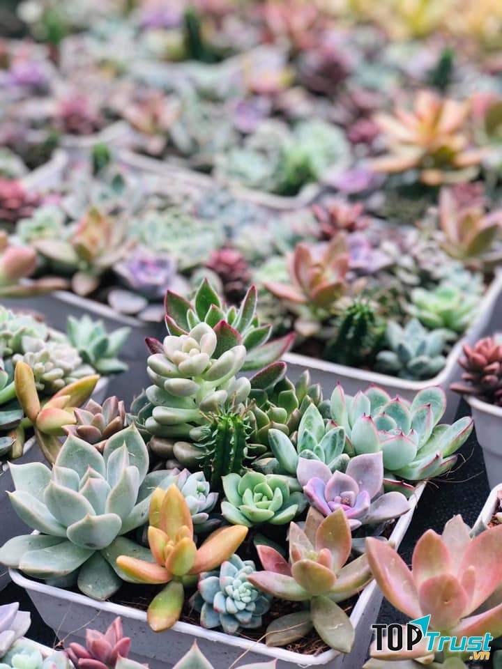 Địa chỉ bán sen đá đẹp nhất Thái Nguyên