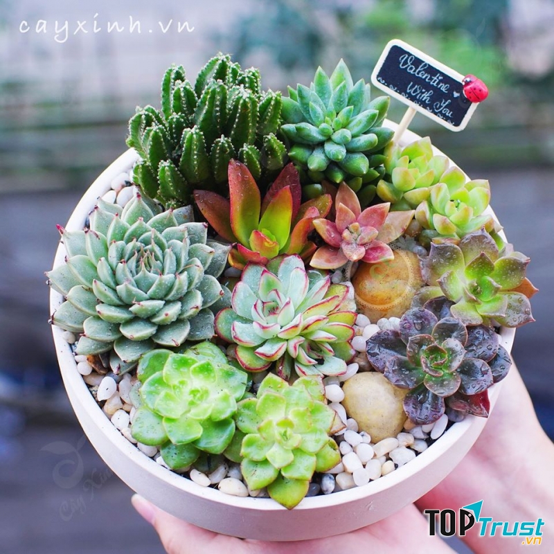 Địa chỉ bán sen đá đẹp nhất Thanh Hóa