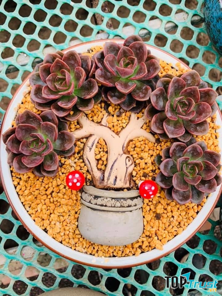 Địa chỉ bán sen đá đẹp nhất TP. Hạ Long