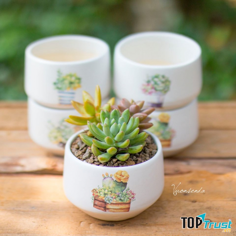 Địa chỉ bán sen đá đẹp nhất TP. HCM