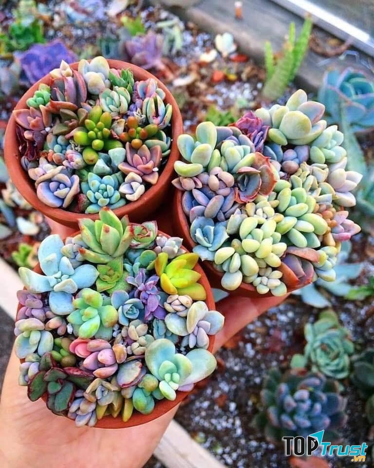 Địa chỉ bán sen đá đẹp nhất TP. Pleiku, Gia Lai