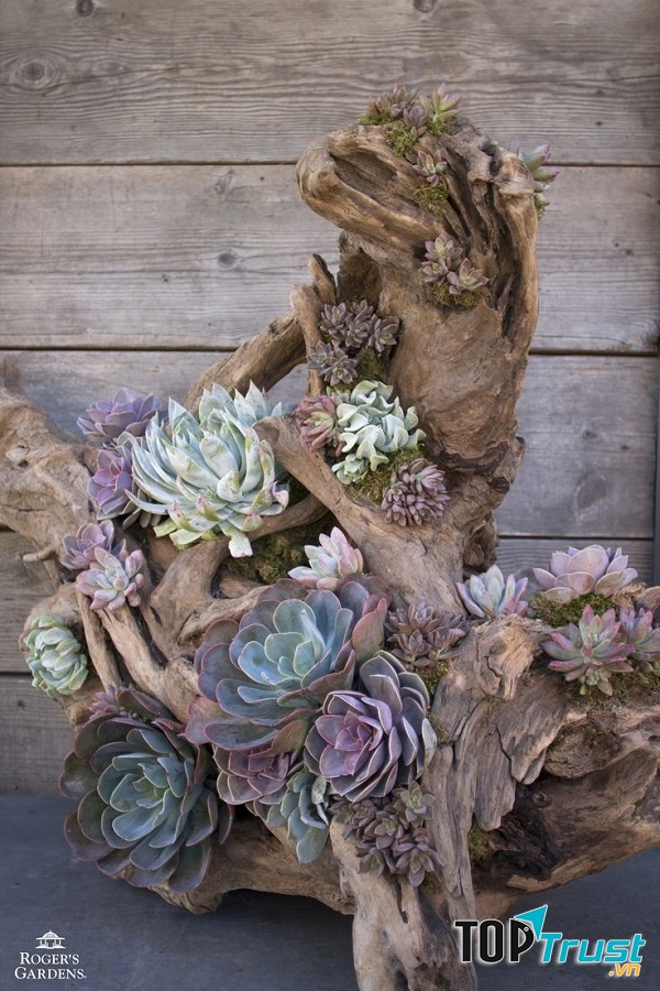 Địa chỉ bán sen đá đẹp nhất TP. Rạch Giá, Kiên Giang