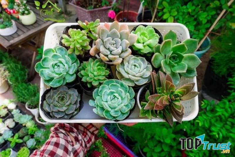 Địa chỉ bán sen đá đẹp nhất TP. Thủ Dầu Một, Bình Dương