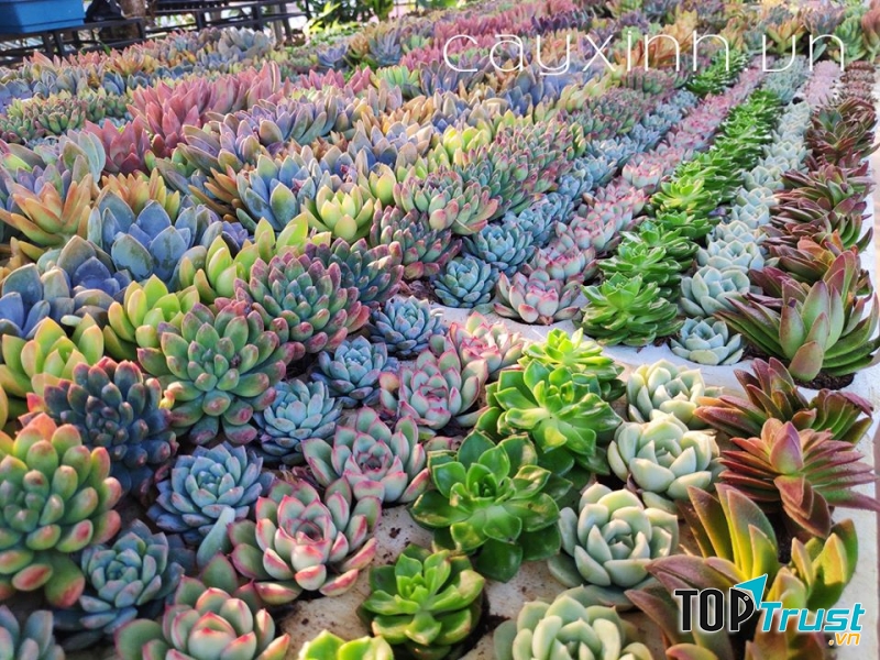 Địa chỉ bán sen đá đẹp nhất TP. Việt Trì, Phú Thọ