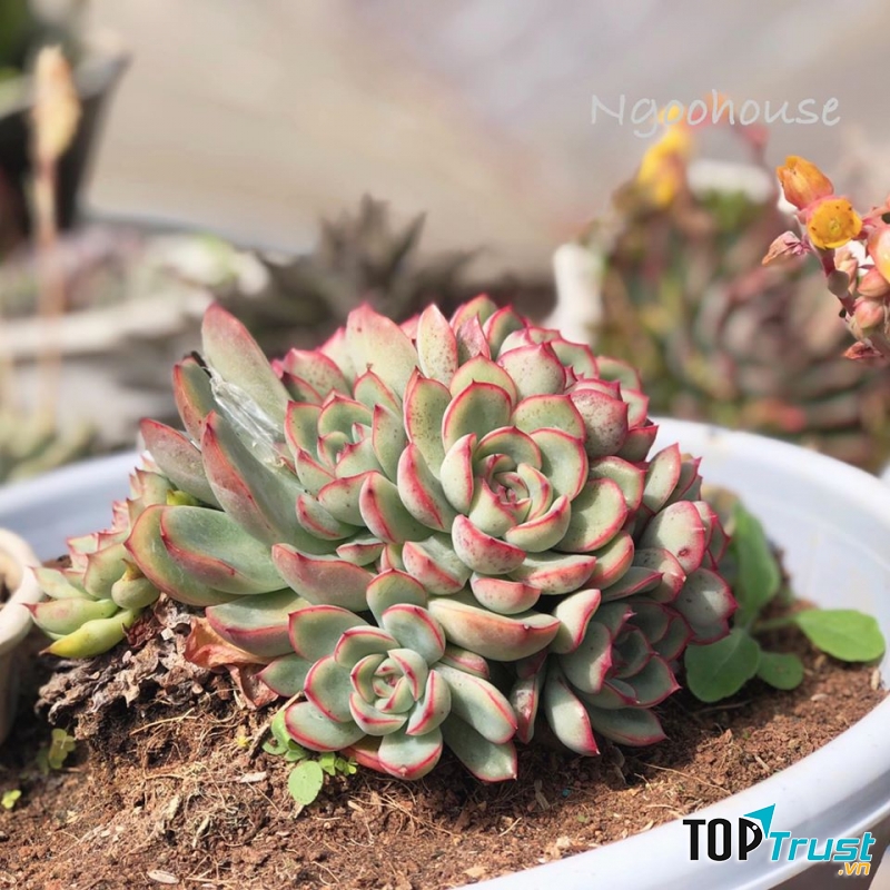 Địa chỉ bán sen đá đẹp nhất Vũng Tàu