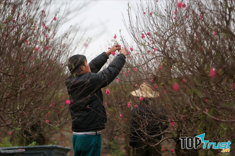 địa chỉ bán và cho thuê quất đào giá rẻ và chất lượng nhất tết 2020