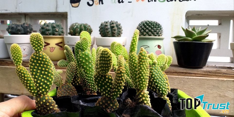 Địa chỉ bán xương rồng đẹp nhất Đà Nẵng