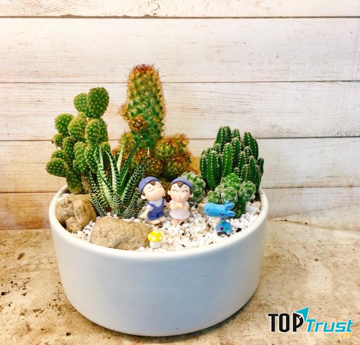 Địa chỉ bán xương rồng đẹp nhất Hà Nội