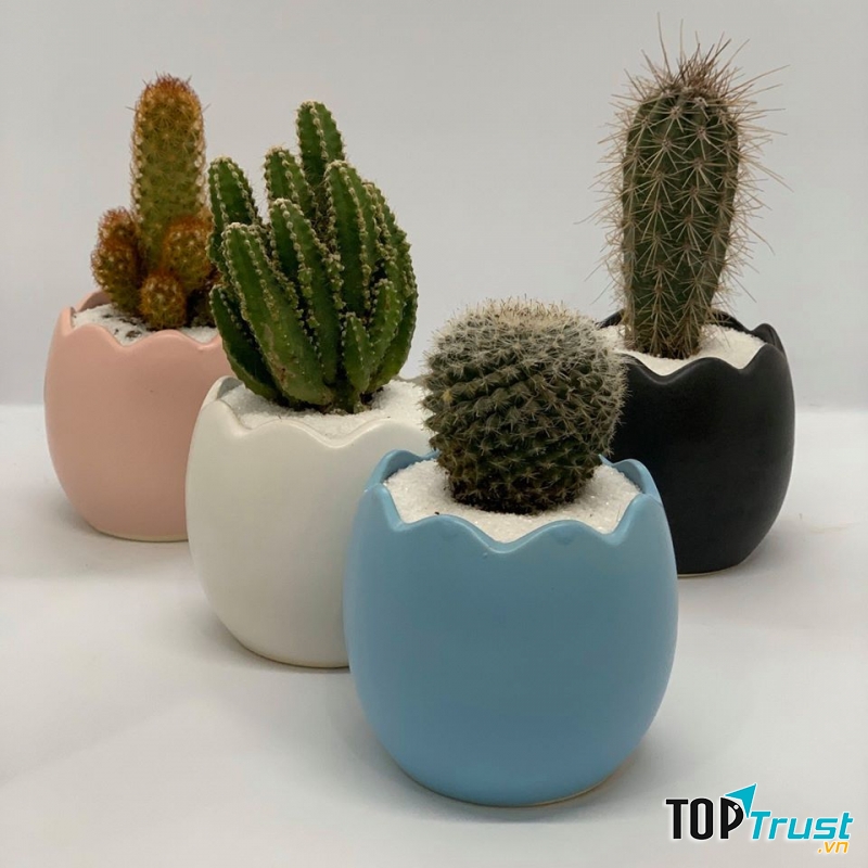 Địa chỉ bán xương rồng đẹp nhất Hải Phòng