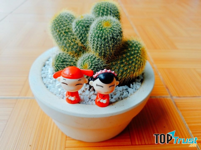 Địa chỉ bán xương rồng đẹp nhất Huế